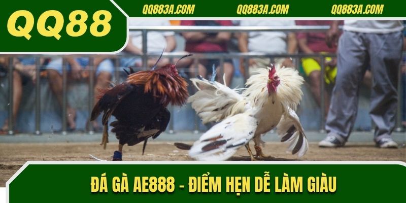 Đá gà ae888